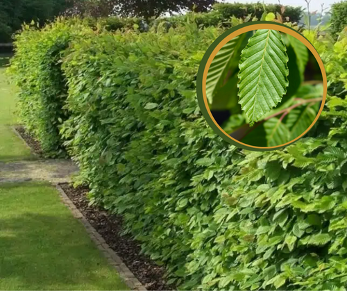 Carpen Lombard – pachet 25 bucăți