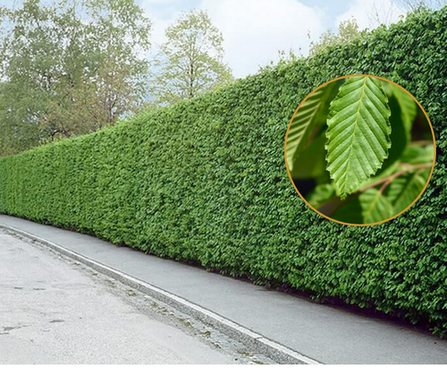 Carpen Lombard – pachet 25 bucăți