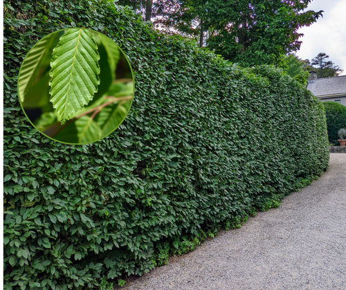 Carpen Lombard – pachet 25 bucăți