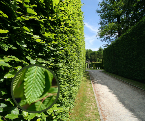 Carpen Lombard – pachet 25 bucăți