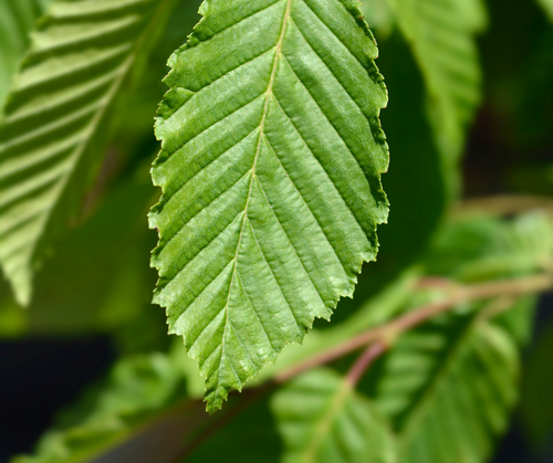 Carpen Lombard – pachet 25 bucăți