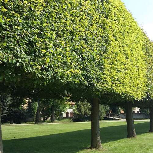 Carpen Lombard – pachet 25 bucăți