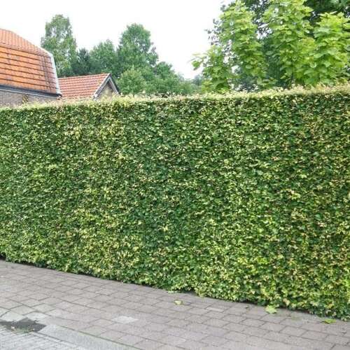 Carpen Lombard – pachet 25 bucăți