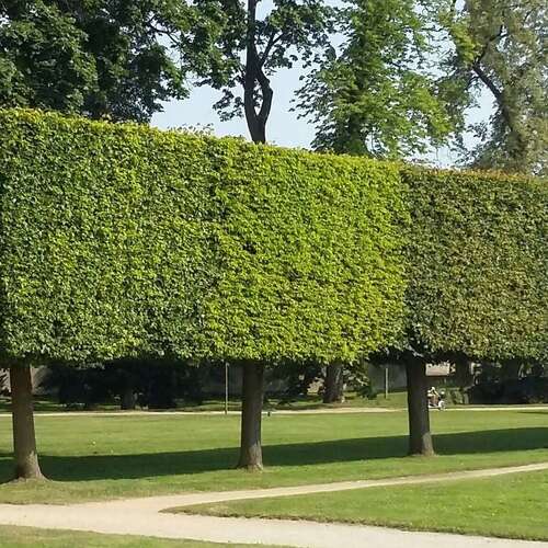 Carpen Lombard – pachet 25 bucăți