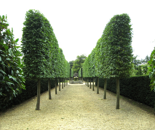 Carpen Lombard – pachet 25 bucăți