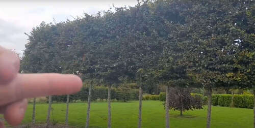 Carpen Lombard – pachet 25 bucăți